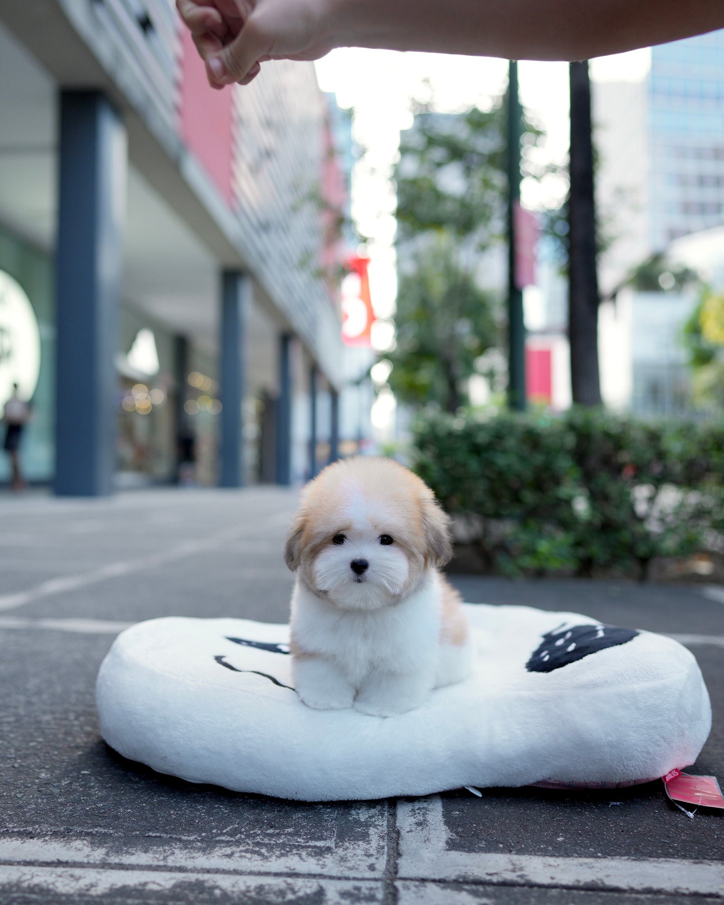 Archie - Coton de Tulear (Parti)