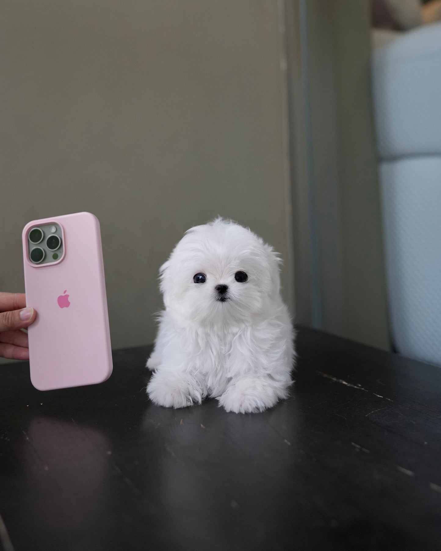 Poppy - Maltese (White)