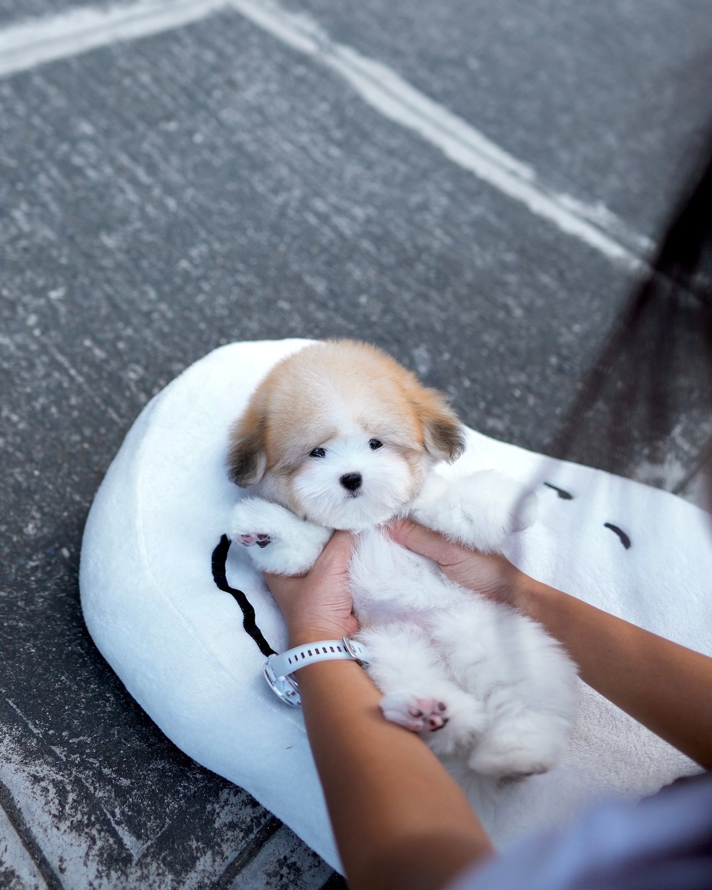Archie - Coton de Tulear (Parti)