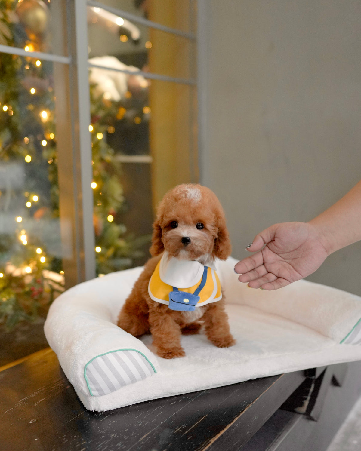 Angelie - Mini Golden Doodle (Brown)