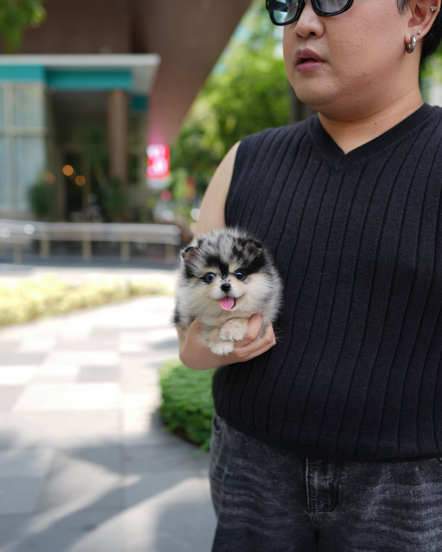 Riz - Mini Pomsky (Blue Merle)