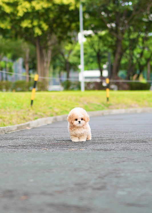 Dylan - Maltipoo (Brown & White)