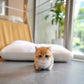 Juno - Munchkin (Gold)