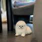 Zarry - Pomeranian (White)