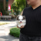 Ollie - Mini Pomsky (Black & White)
