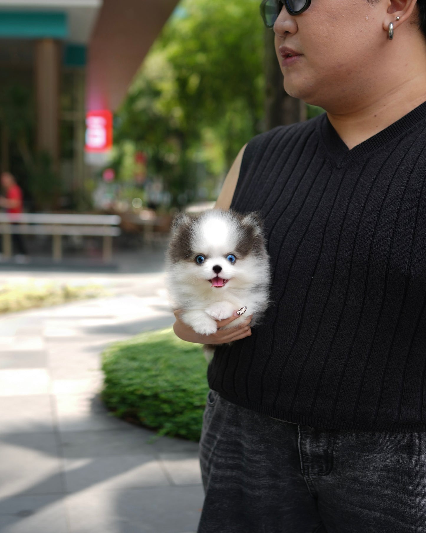 Ollie - Mini Pomsky (Black & White)