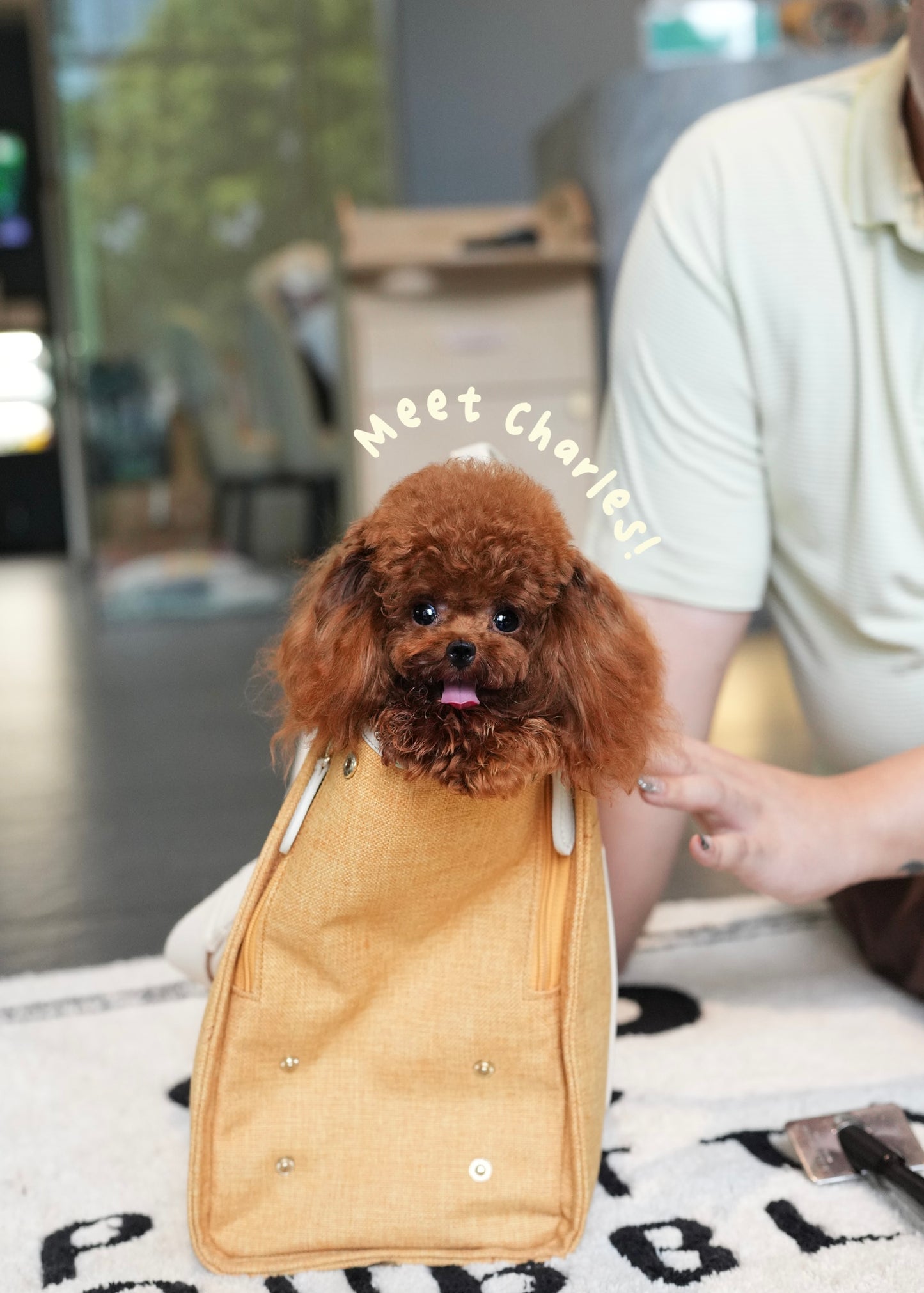 Charles - Full-grown Micro Poodle (Red)