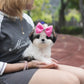 Riley - Mini Shih Tzu (Brown & White)