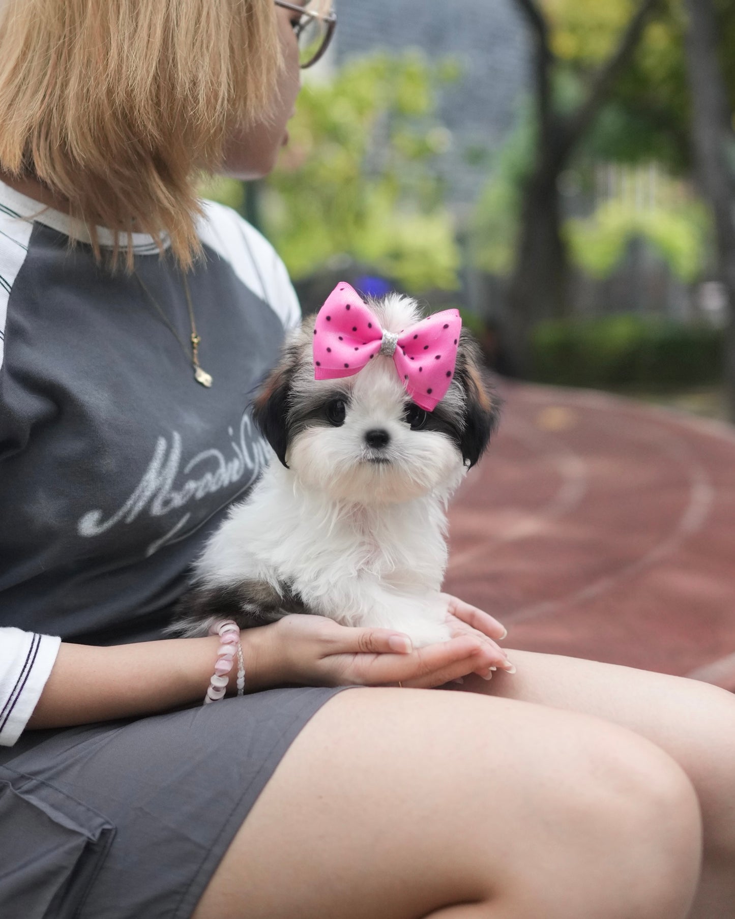 Riley - Mini Shih Tzu (Brown & White)