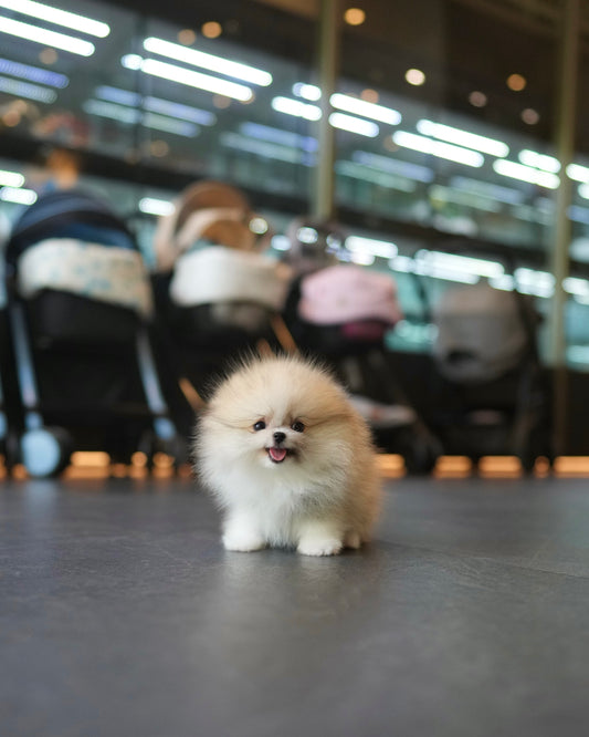 Luke - Pomeranian (Parti)