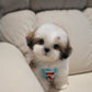Kiko - Mini Shih Tzu (Brown & White)
