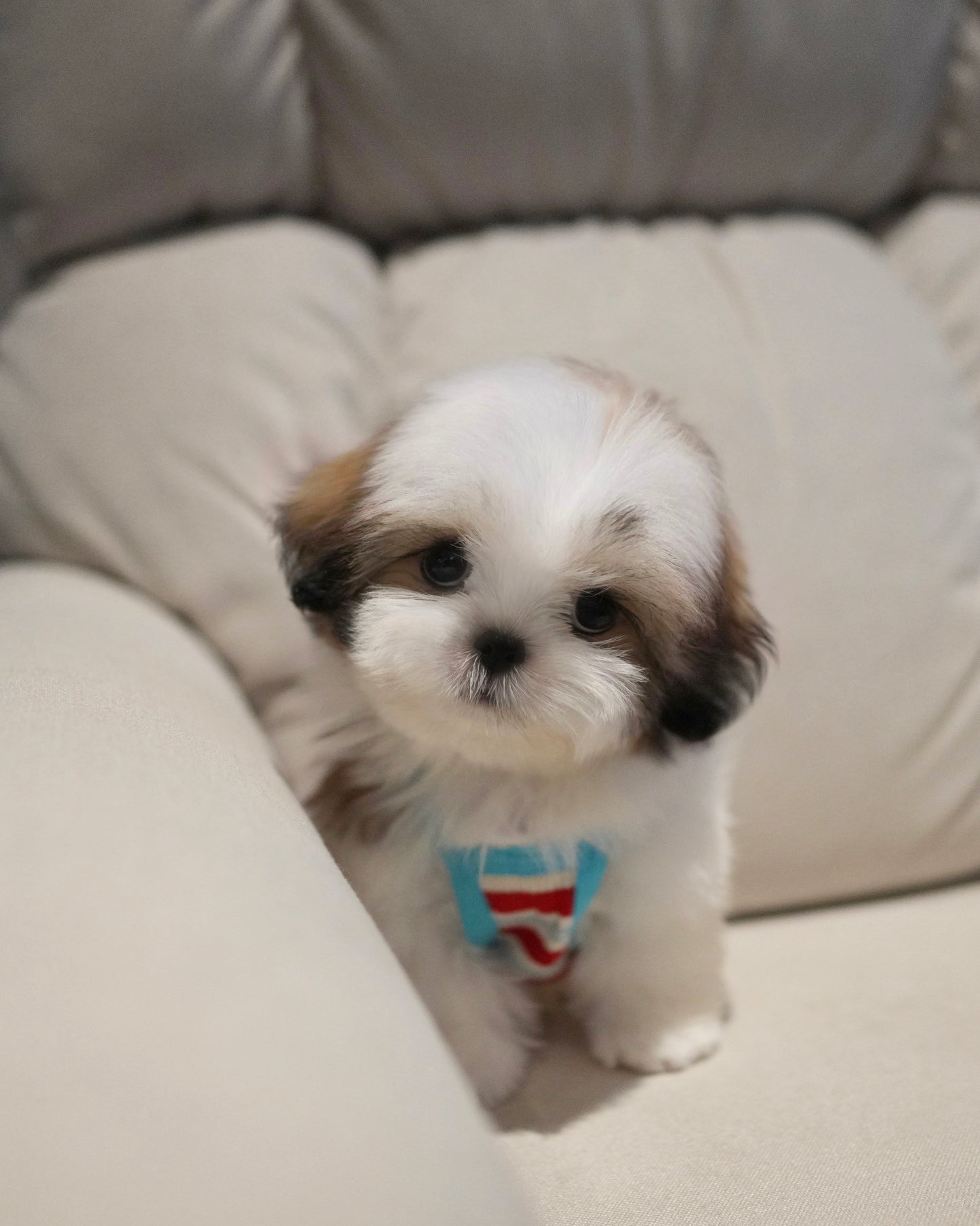 Kiko - Mini Shih Tzu (Brown & White)