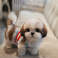 Kiko - Mini Shih Tzu (Brown & White)