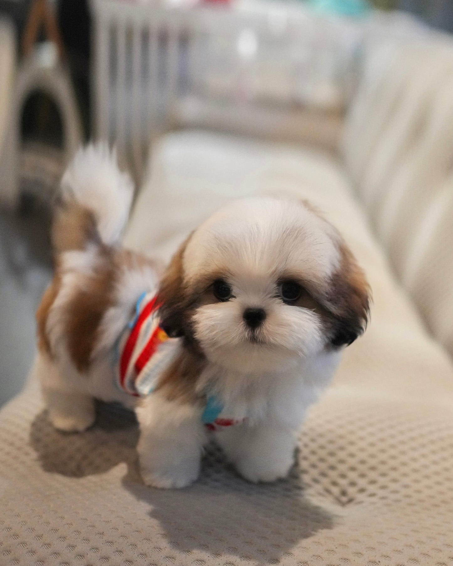 Kiko - Mini Shih Tzu (Brown & White)