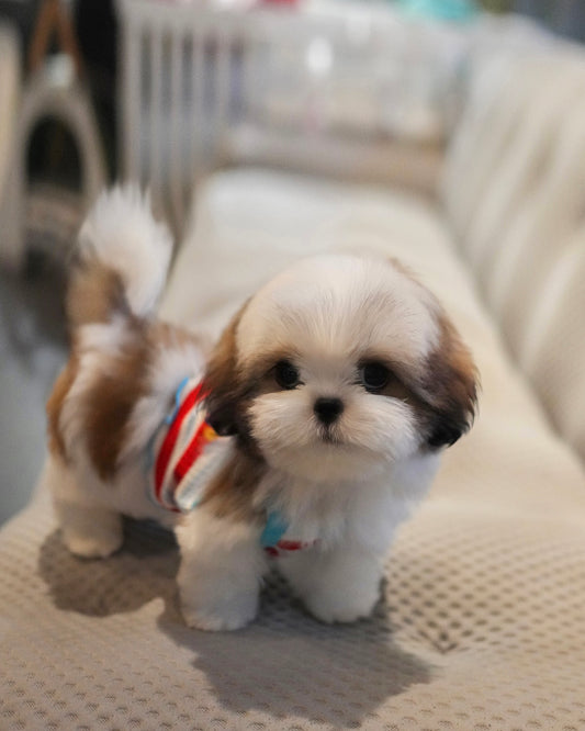 Kiko - Mini Shih Tzu (Brown & White)