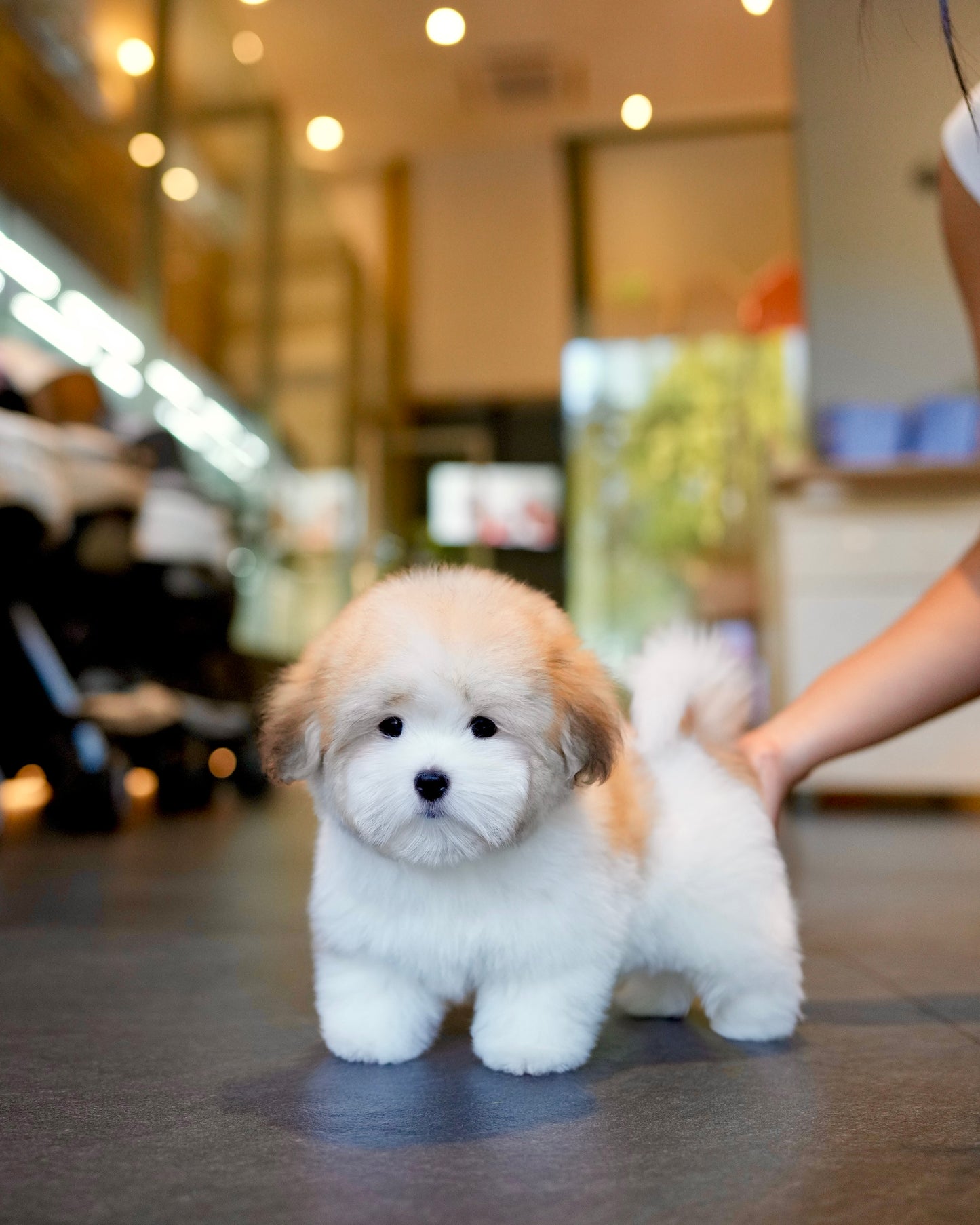 Archie - Coton de Tulear (Parti)