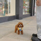 Angelie - Mini Golden Doodle (Brown)