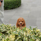 Austie - Mini Golden Doodle (Brown & White)