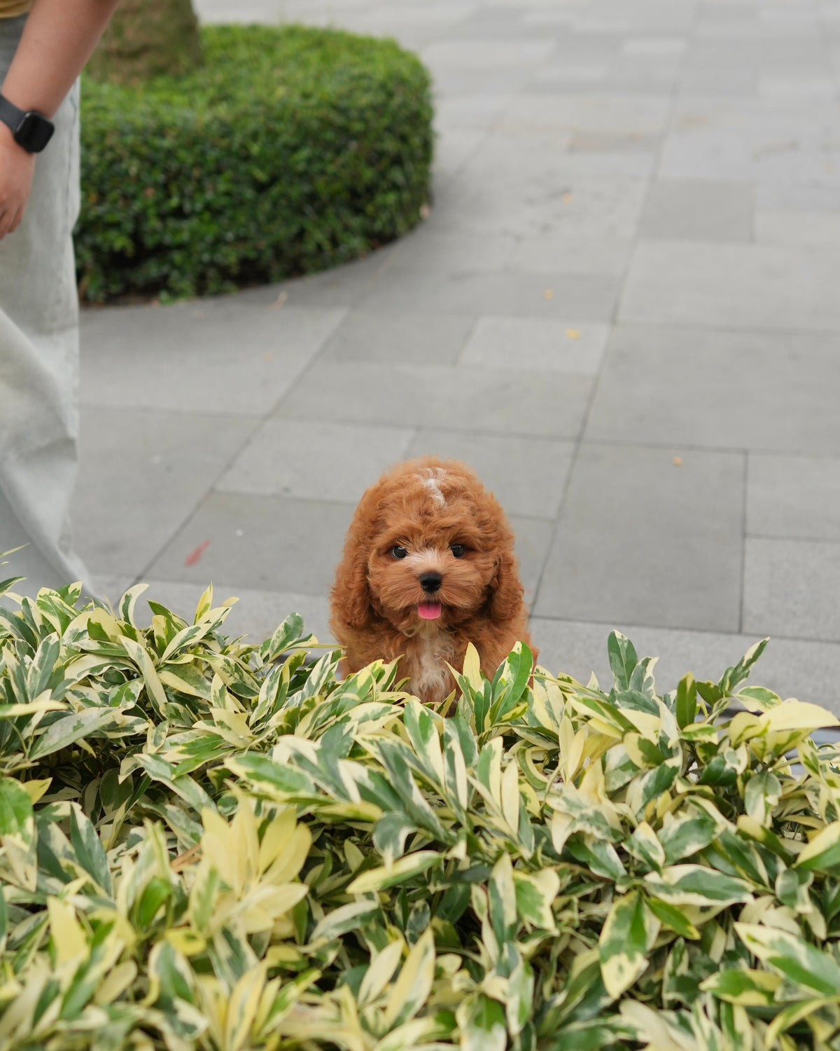 Austie - Mini Golden Doodle (Brown & White)