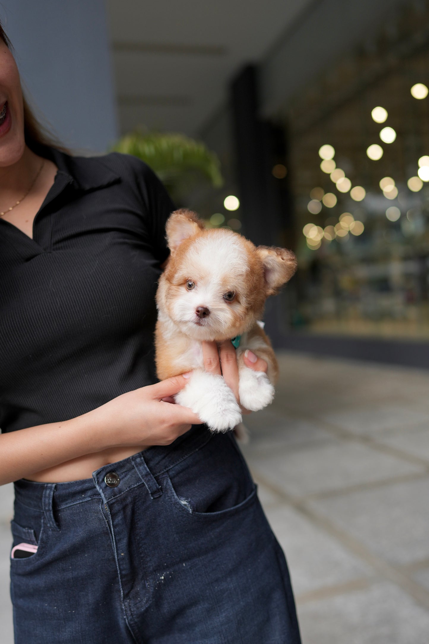Milo - Mini Golden Doodle (Choco & White)