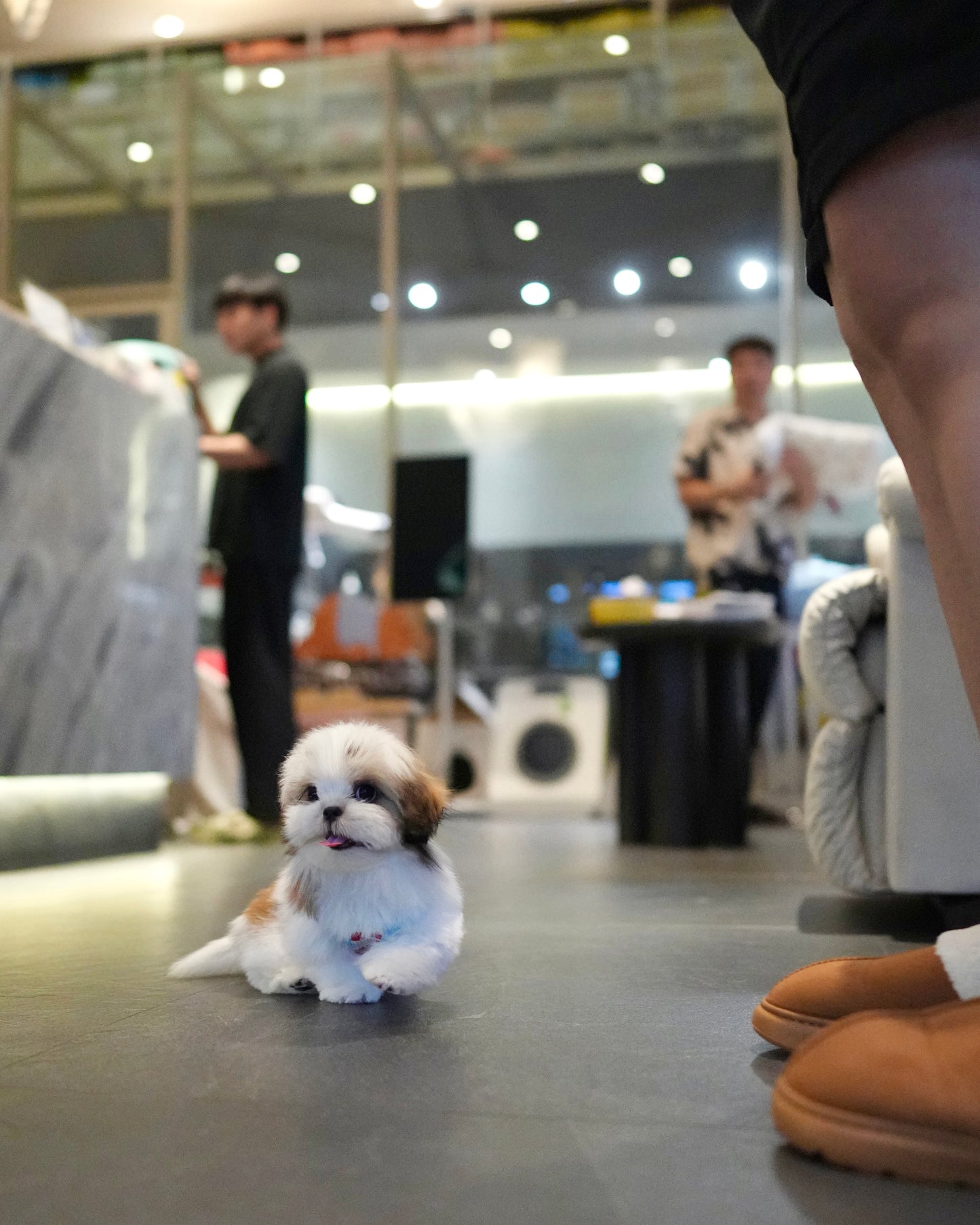 Kiko - Mini Shih Tzu (Brown & White)