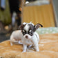 Roxie - Teacup Chihuahua (Parti)
