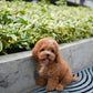 Austie - Mini Golden Doodle (Brown & White)