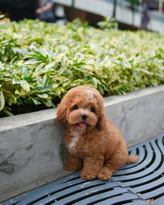 Austie - Mini Golden Doodle (Brown & White)