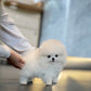 Zarry - Pomeranian (White)