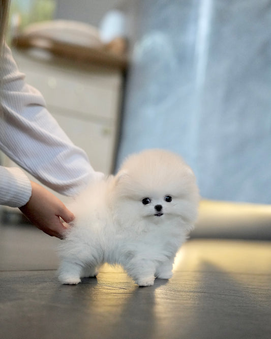 Zarry - Pomeranian (White)
