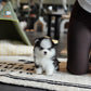 Nori - Mini Pomsky (Black & White)