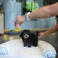 Lei - Tiny Poodle (Silver)