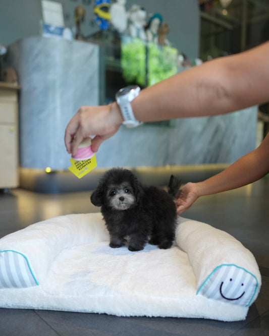 Lei - Tiny Poodle (Silver)