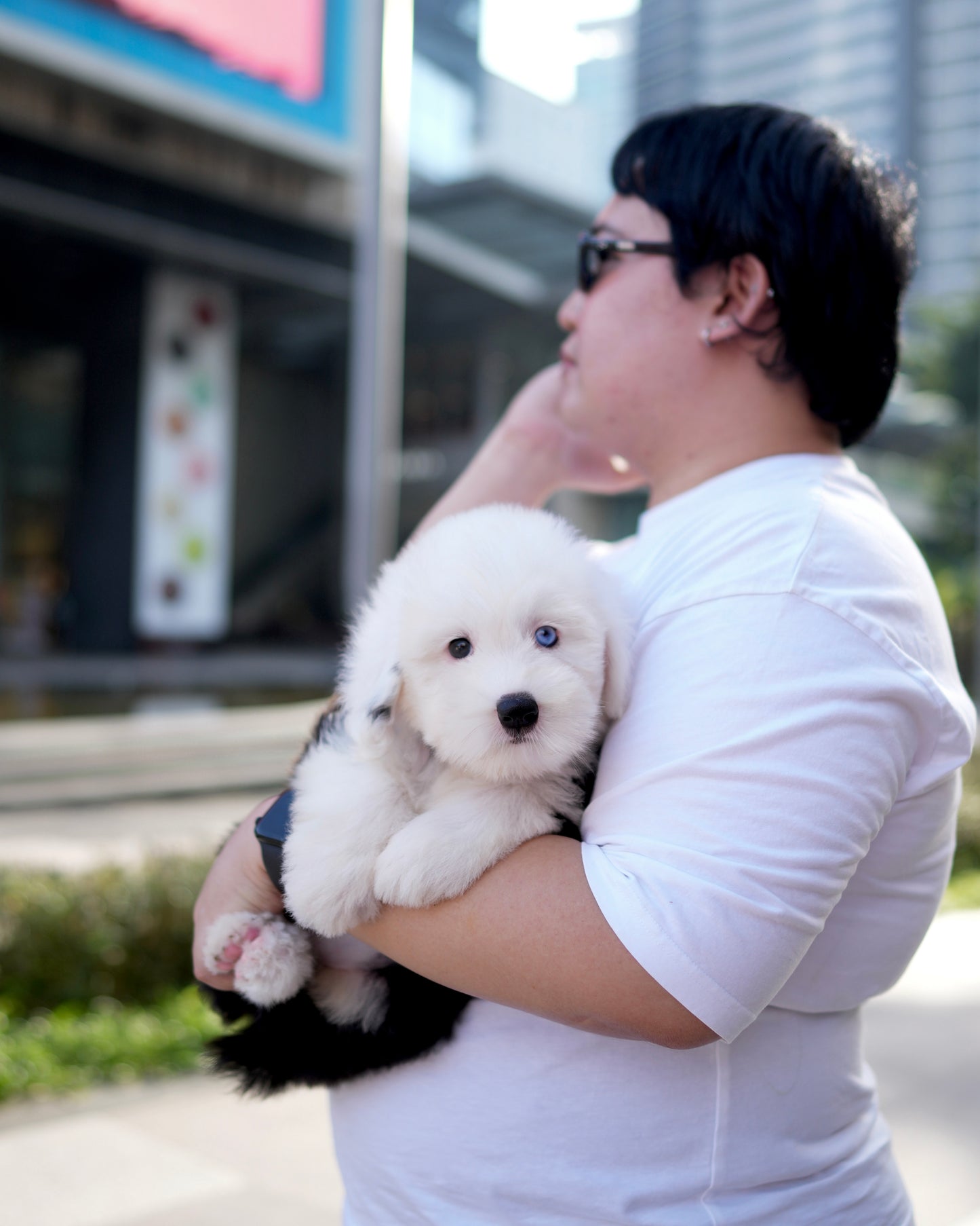 Jaira - Old English Sheepdog (Black & White)