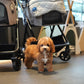 Angelie - Mini Golden Doodle (Brown)