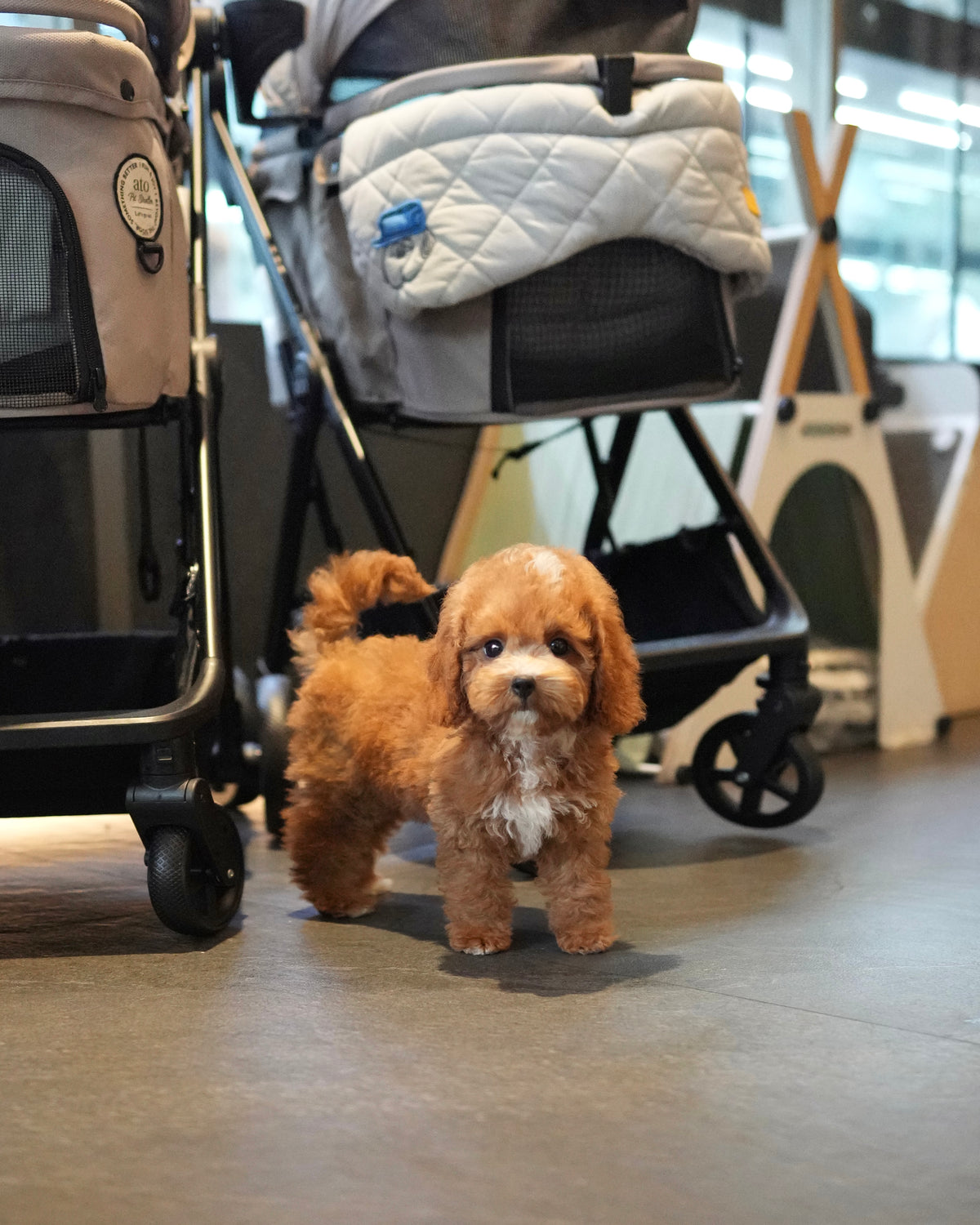 Angelie - Mini Golden Doodle (Brown)