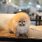 Shiloh - Pomeranian (Orange)