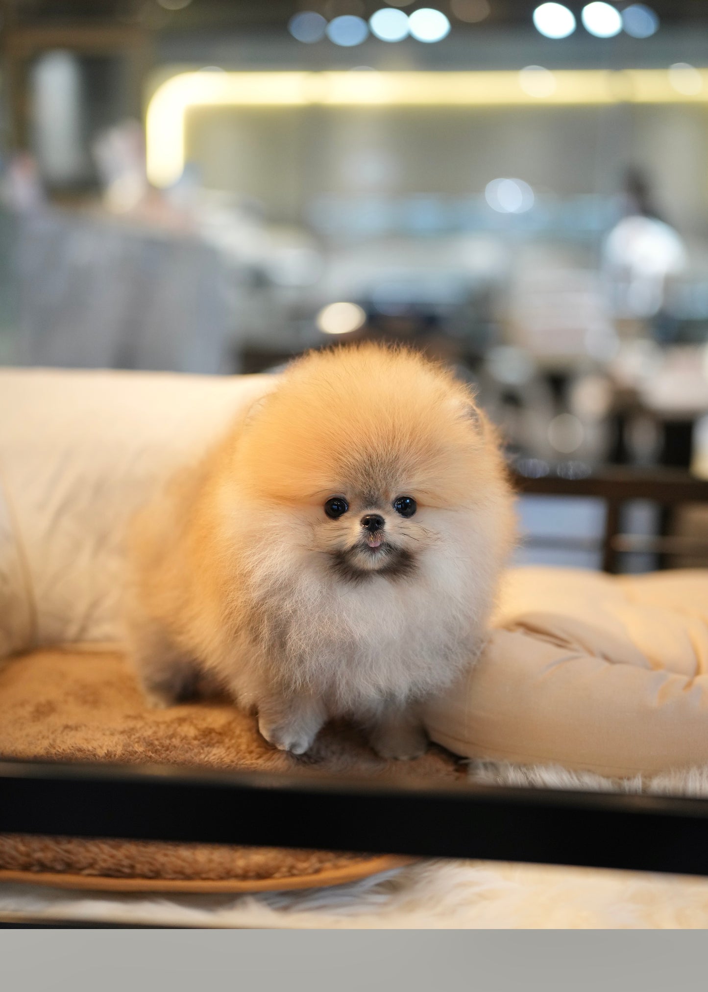 Shiloh - Pomeranian (Orange)