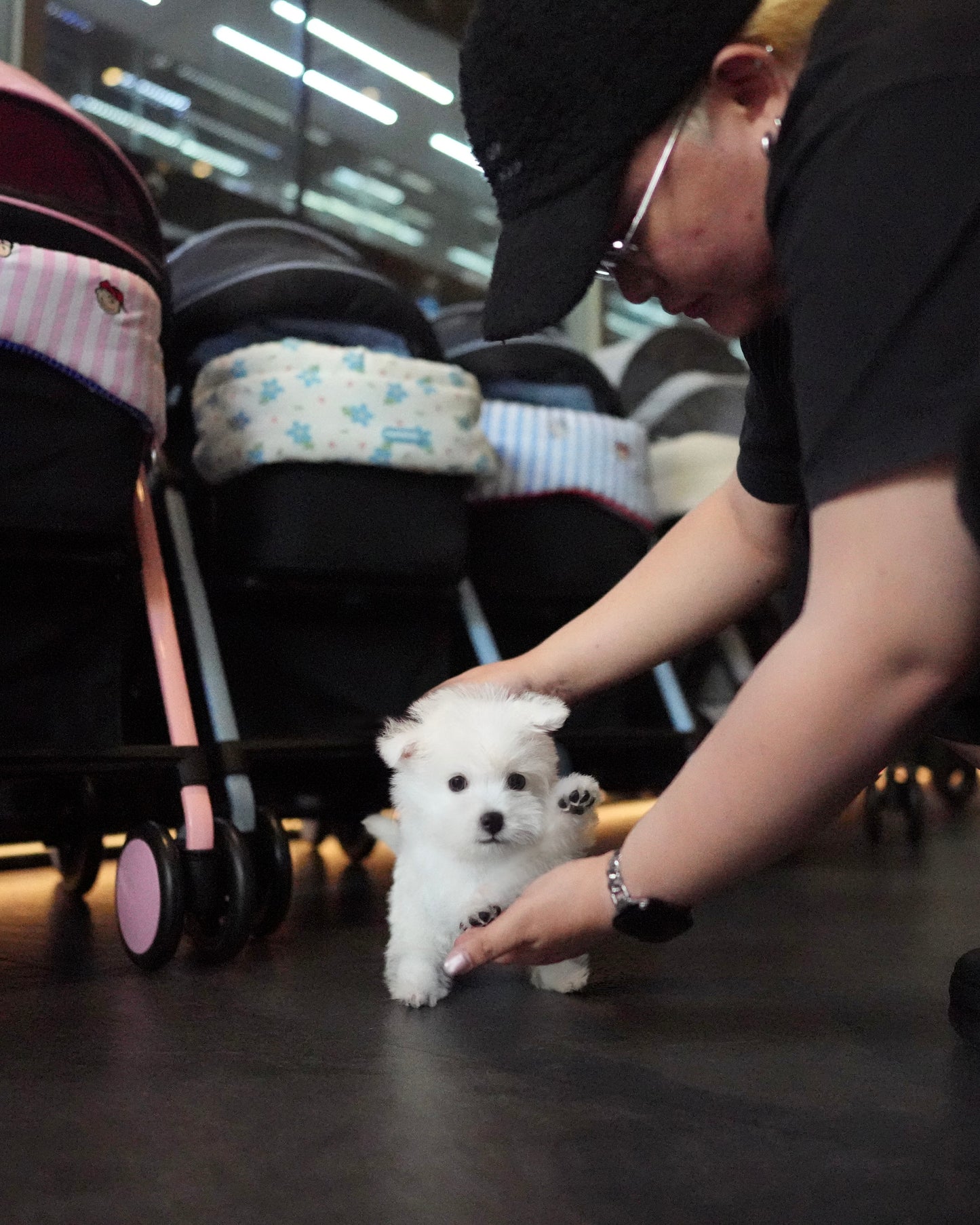 Steve - Mini West Highland White Terrier (White)