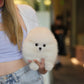 Zarry - Pomeranian (White)