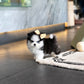 Nori - Mini Pomsky (Black & White)