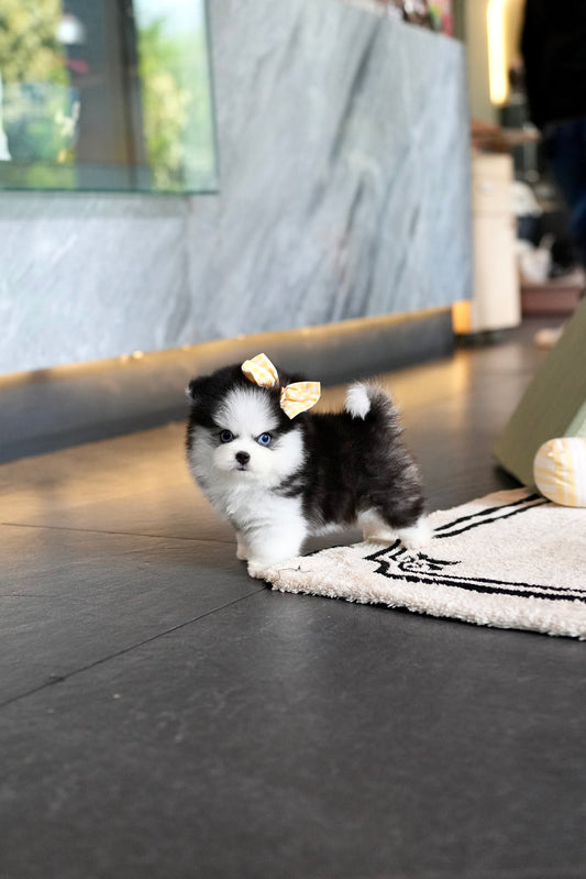 Nori - Mini Pomsky (Black & White)