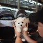 Steve - Mini West Highland White Terrier (White)