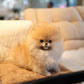 Shiloh - Pomeranian (Orange)