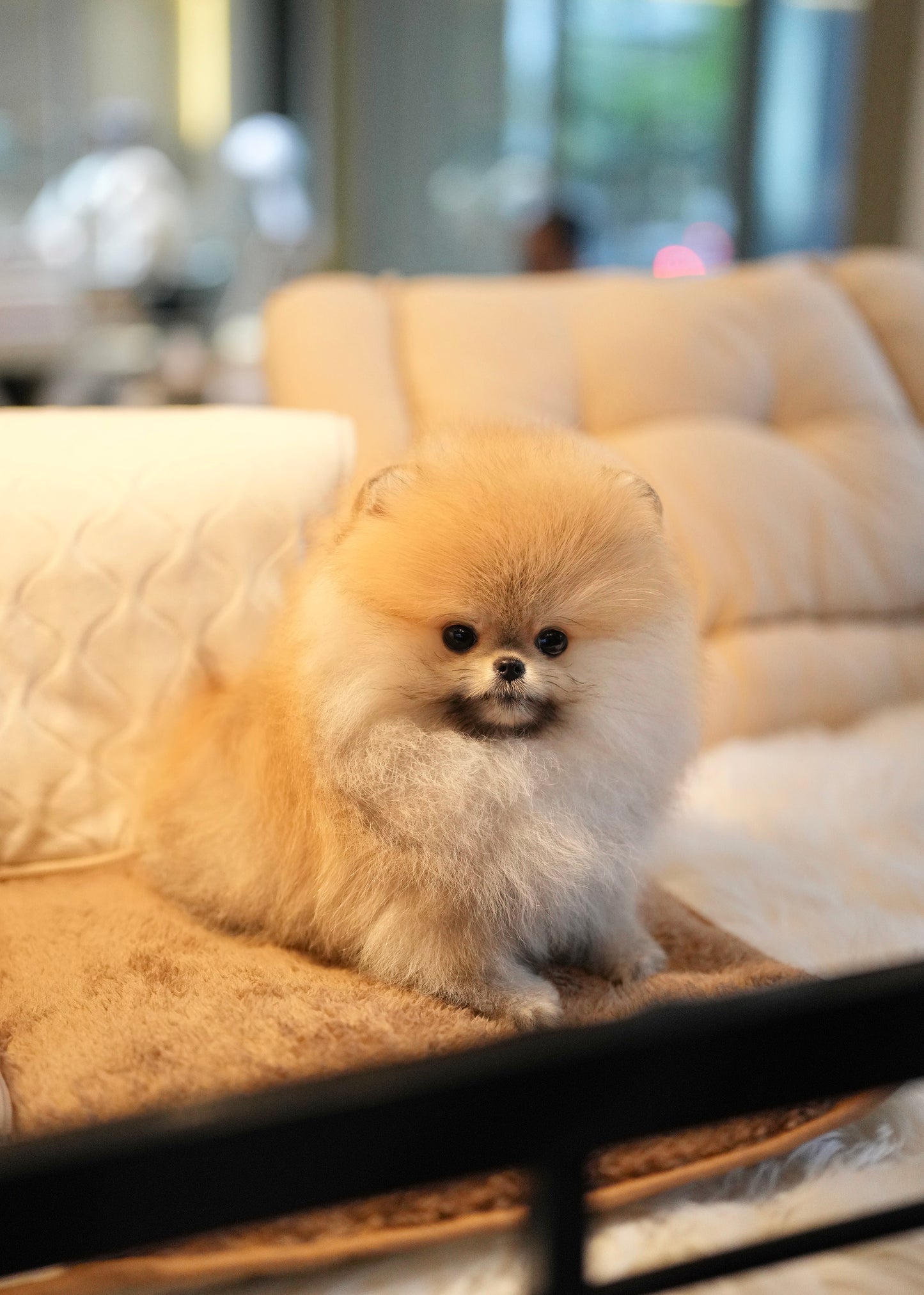 Shiloh - Pomeranian (Orange)