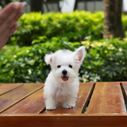 Brooke - West Highland White Terrier (White)