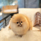 Shiloh - Pomeranian (Orange)