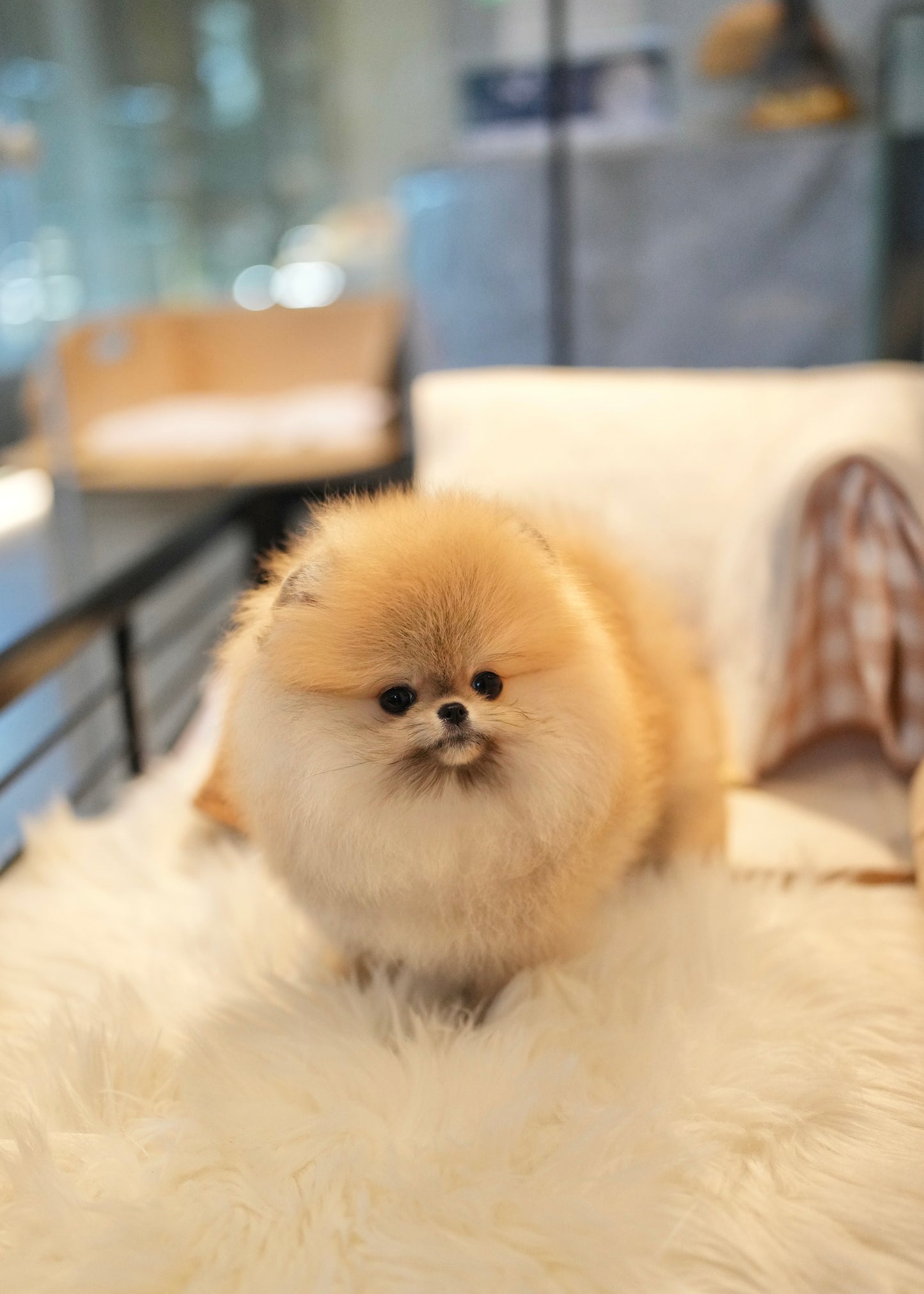 Shiloh - Pomeranian (Orange)