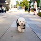 Jaira - Old English Sheepdog (Black & White)