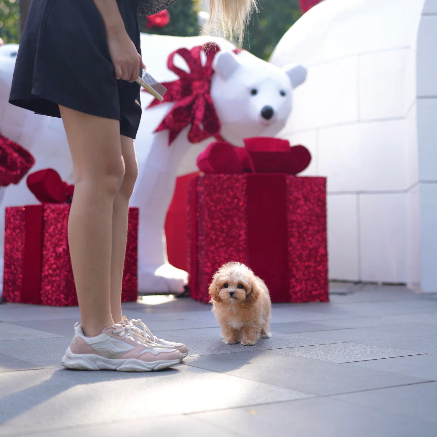 Pumpkin - Maltipoo (Brown & White)